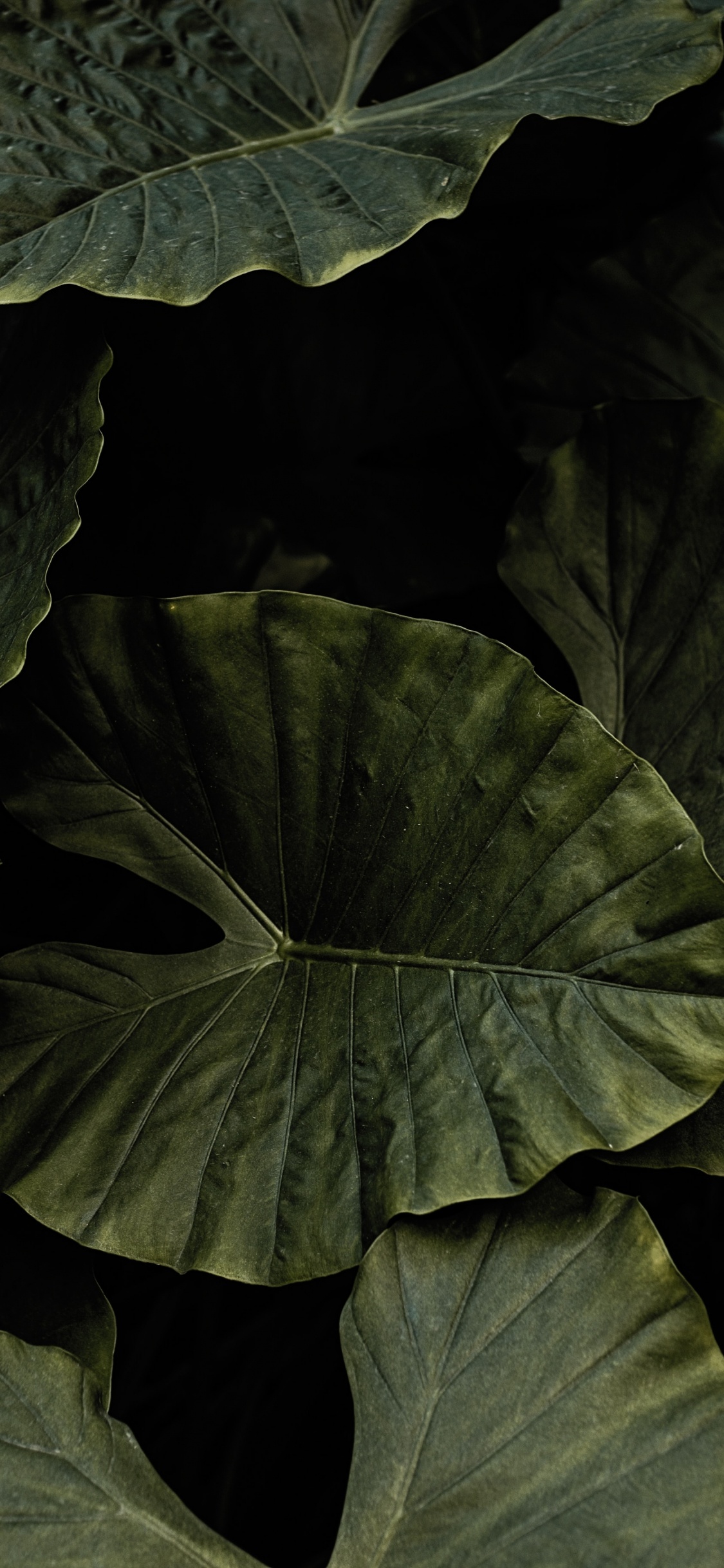 黑色的, 绿色的, 植被, 菌群, 黑色和白色的 壁纸 1125x2436 允许