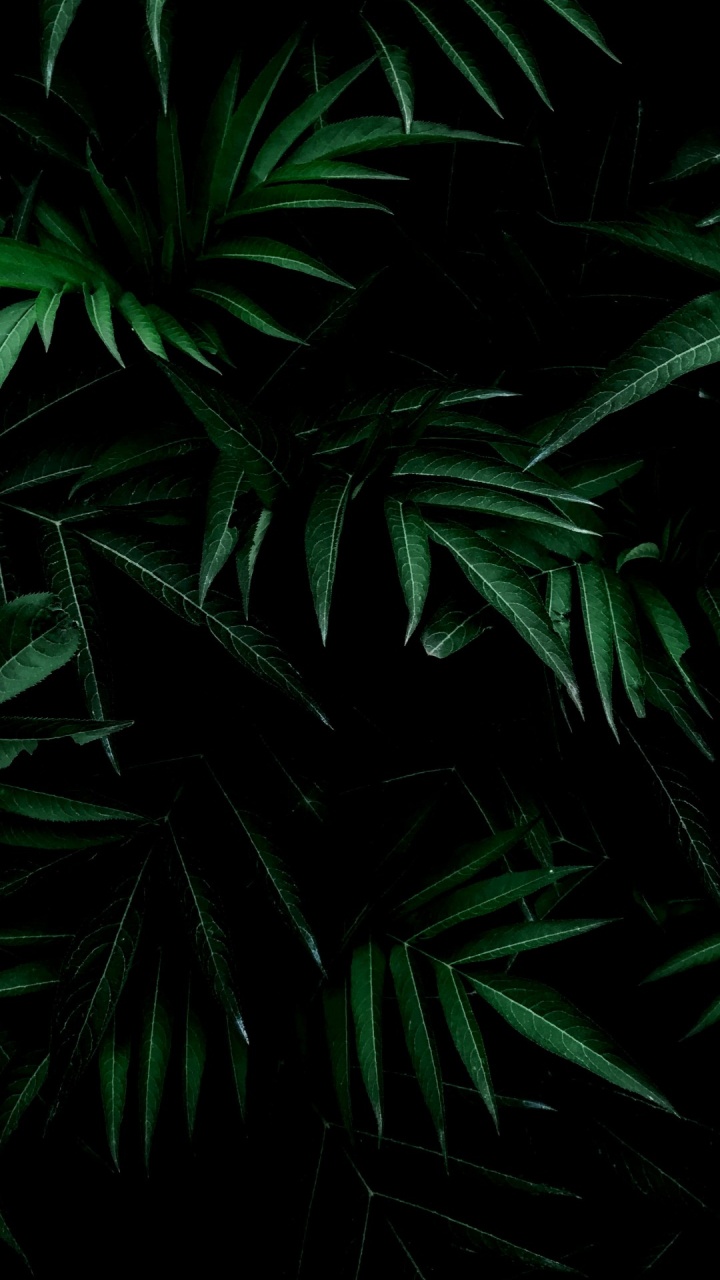 Tree, Green, Leaf, Shrub, Plant. Wallpaper in 720x1280 Resolution