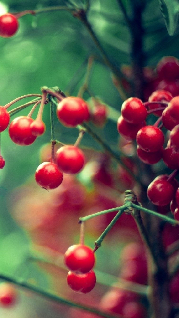 Fruits Ronds Rouges Sur Plante Verte Pendant la Journée. Wallpaper in 750x1334 Resolution