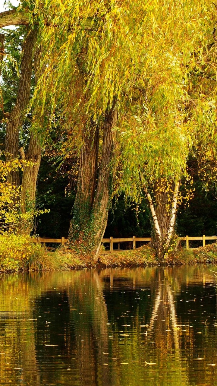 Tagsüber Grüne Bäume am Fluss. Wallpaper in 720x1280 Resolution