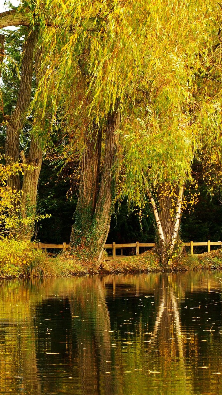 Tagsüber Grüne Bäume am Fluss. Wallpaper in 750x1334 Resolution