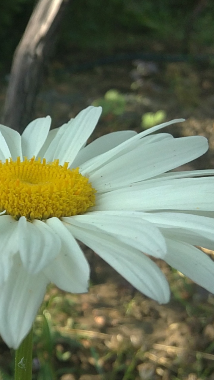 Marguerite Blanche en Fleurs Pendant la Journée. Wallpaper in 720x1280 Resolution