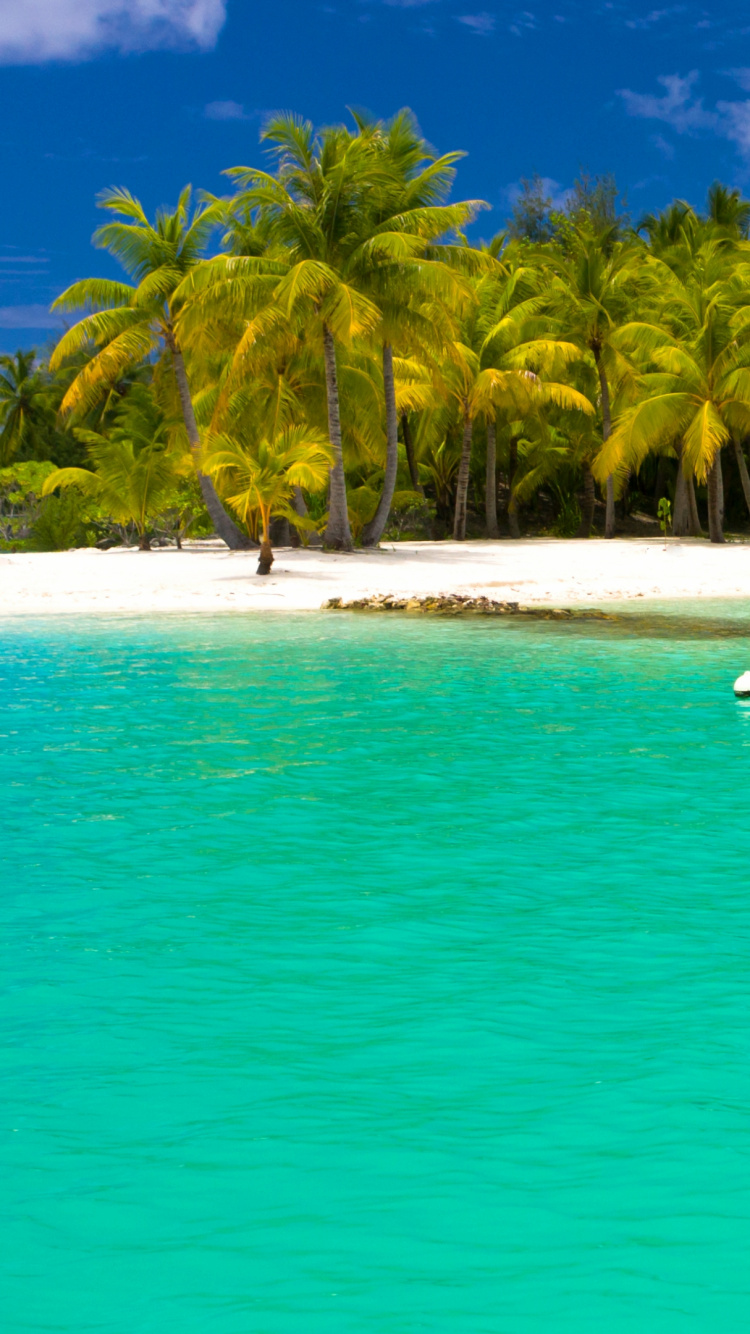 Les Gens Nagent Sur la Plage Pendant la Journée. Wallpaper in 750x1334 Resolution