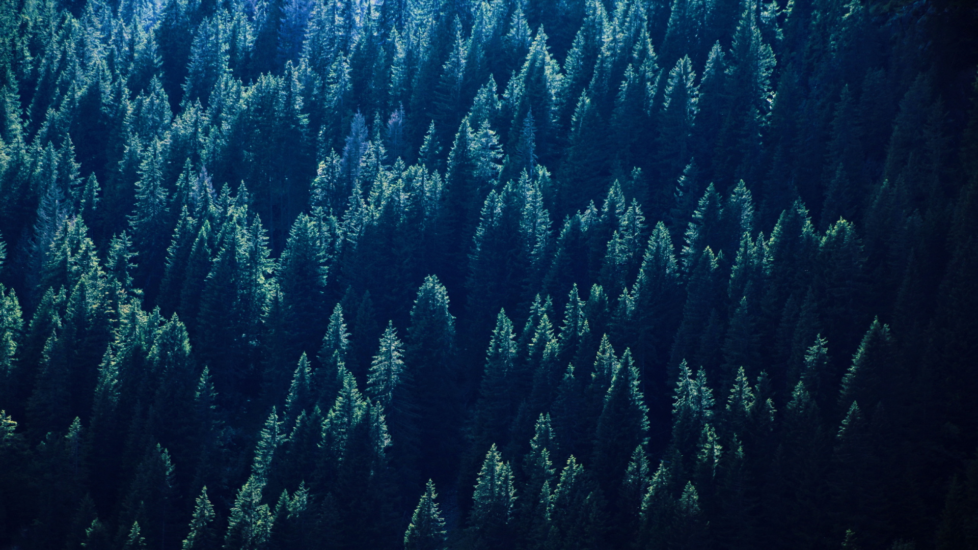 Green Pine Trees During Daytime. Wallpaper in 1920x1080 Resolution