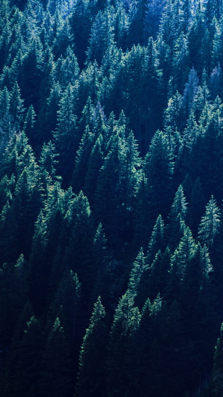 Green Pine Trees During Daytime. Wallpaper in 720x1280 Resolution