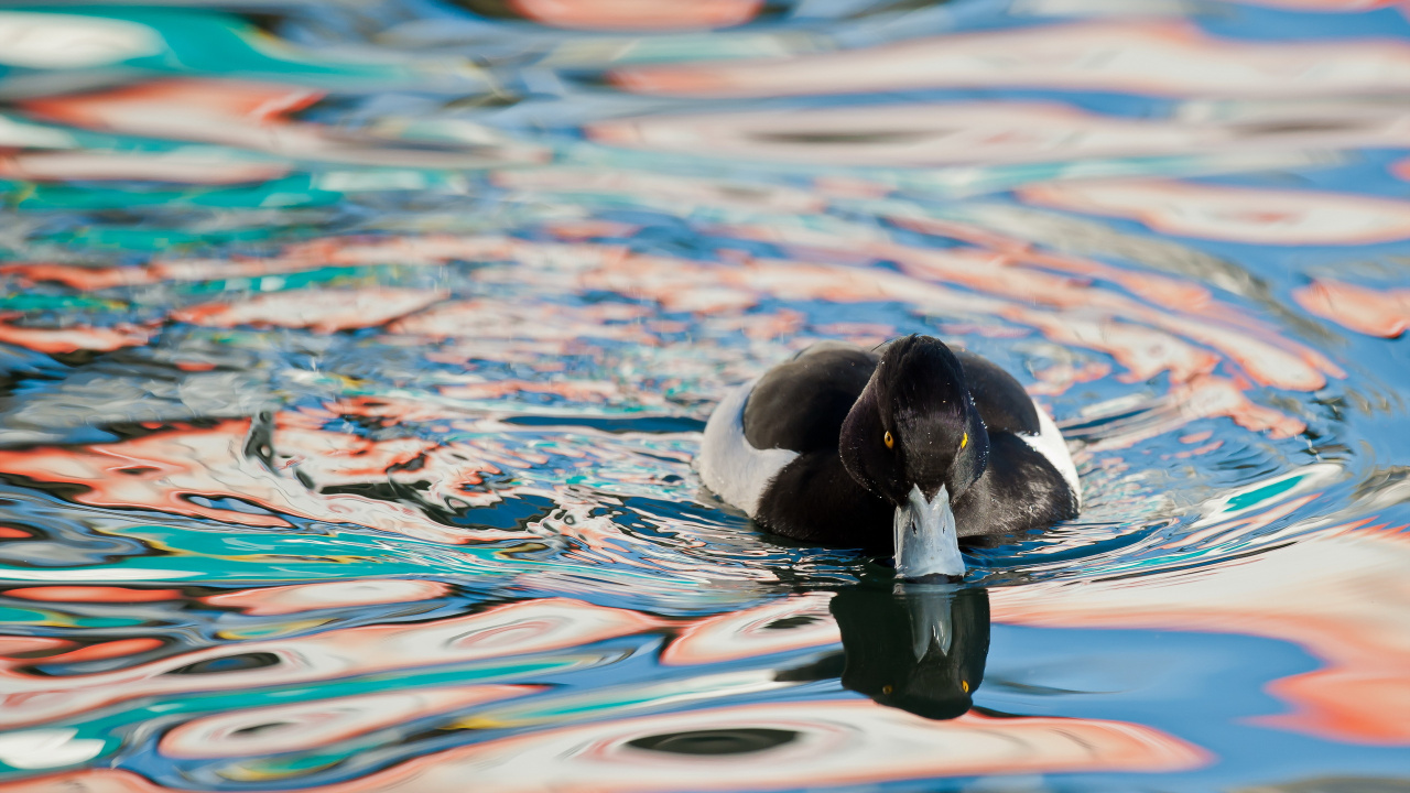 Black and White Duck on Water. Wallpaper in 1280x720 Resolution