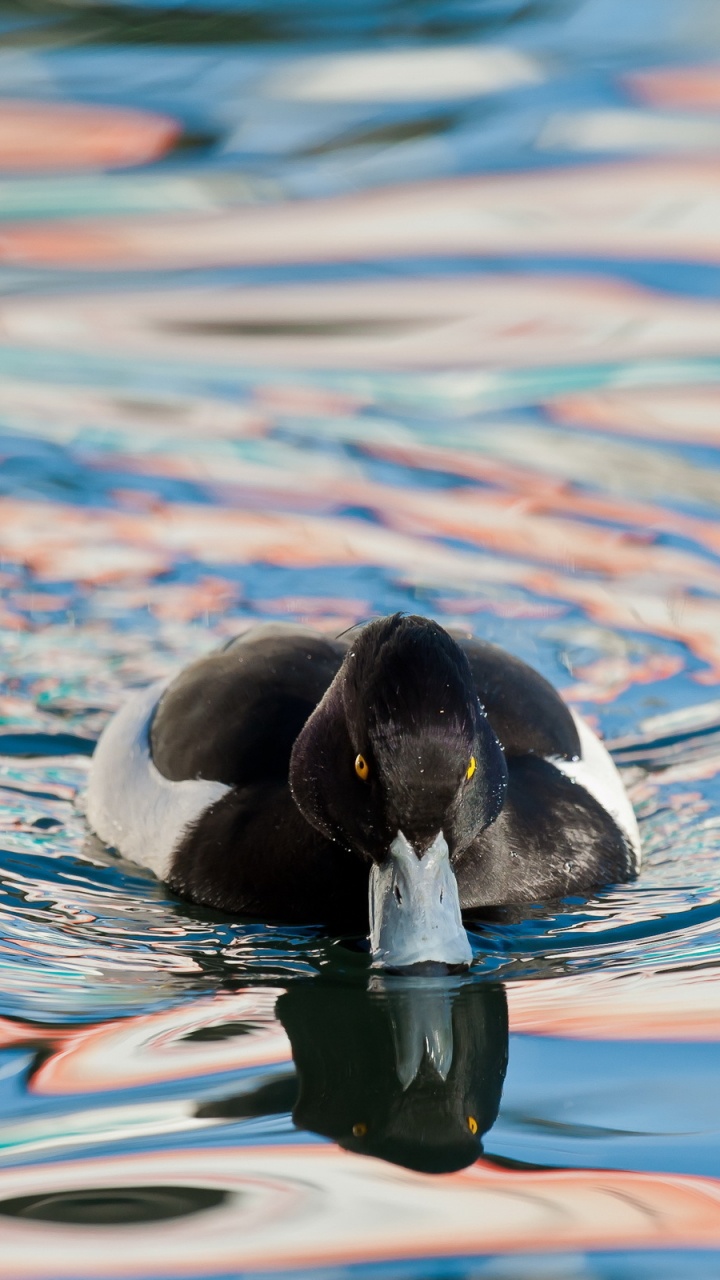 Black and White Duck on Water. Wallpaper in 720x1280 Resolution