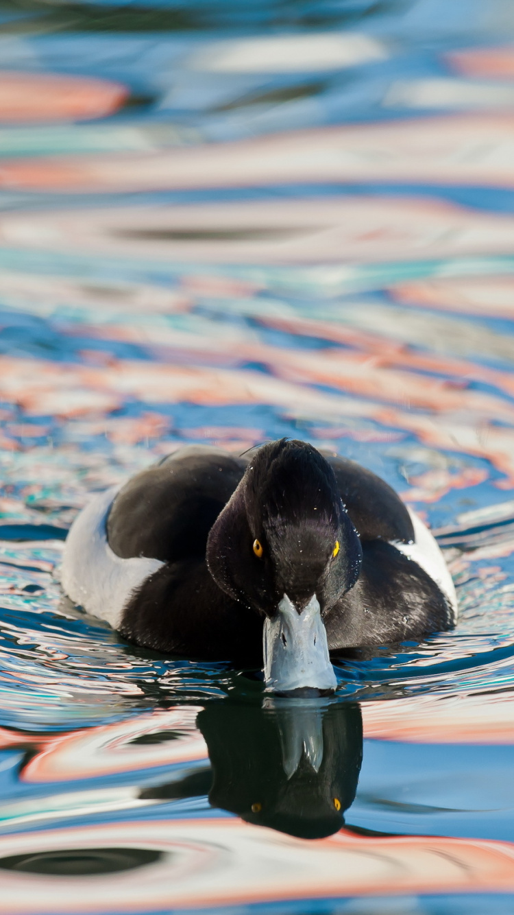 Black and White Duck on Water. Wallpaper in 750x1334 Resolution