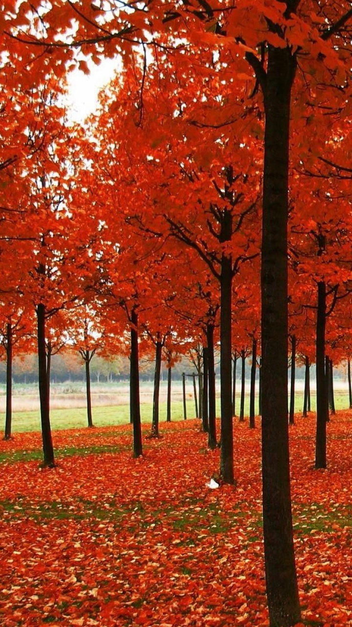 Brown Leaves on Ground During Daytime. Wallpaper in 720x1280 Resolution
