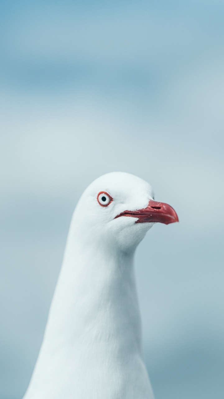 Oiseau Blanc en Photographie Rapprochée. Wallpaper in 720x1280 Resolution