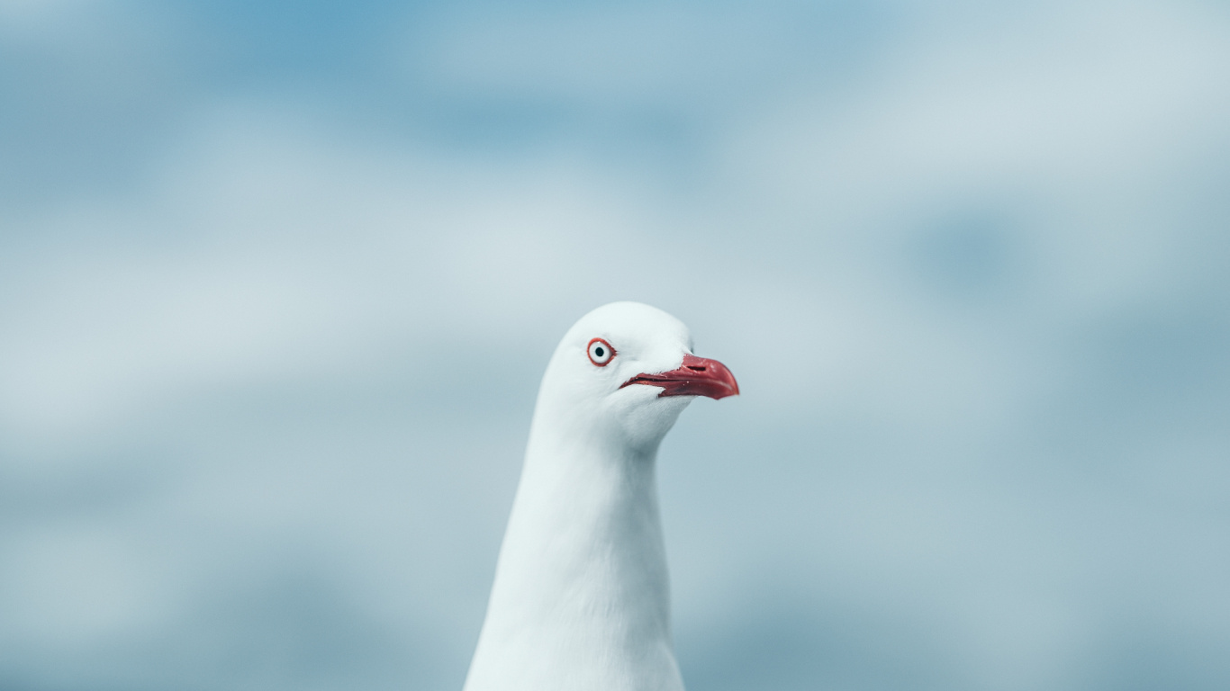 Pájaro Blanco en Fotografía de Cerca. Wallpaper in 1366x768 Resolution