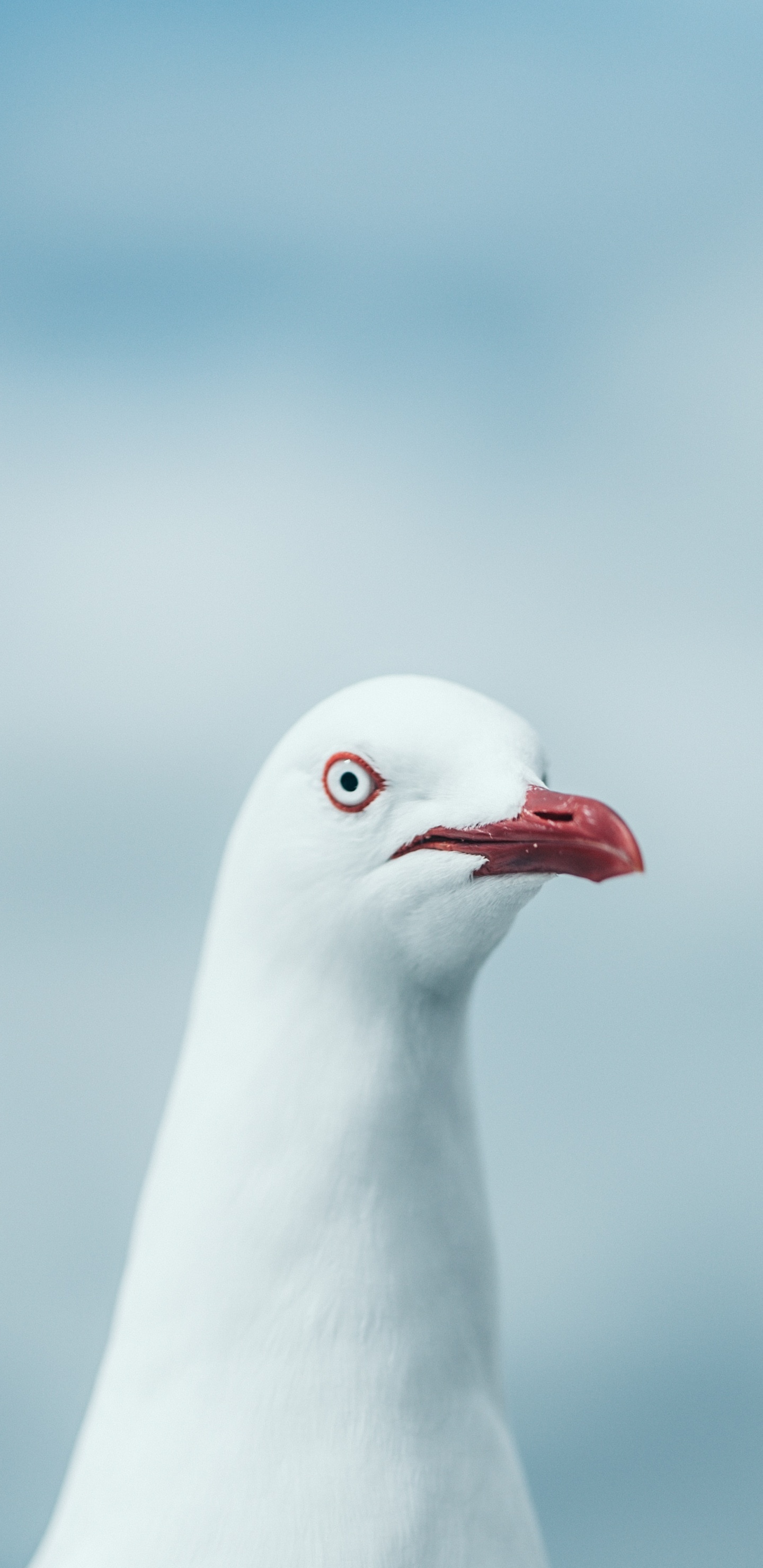Pájaro Blanco en Fotografía de Cerca. Wallpaper in 1440x2960 Resolution