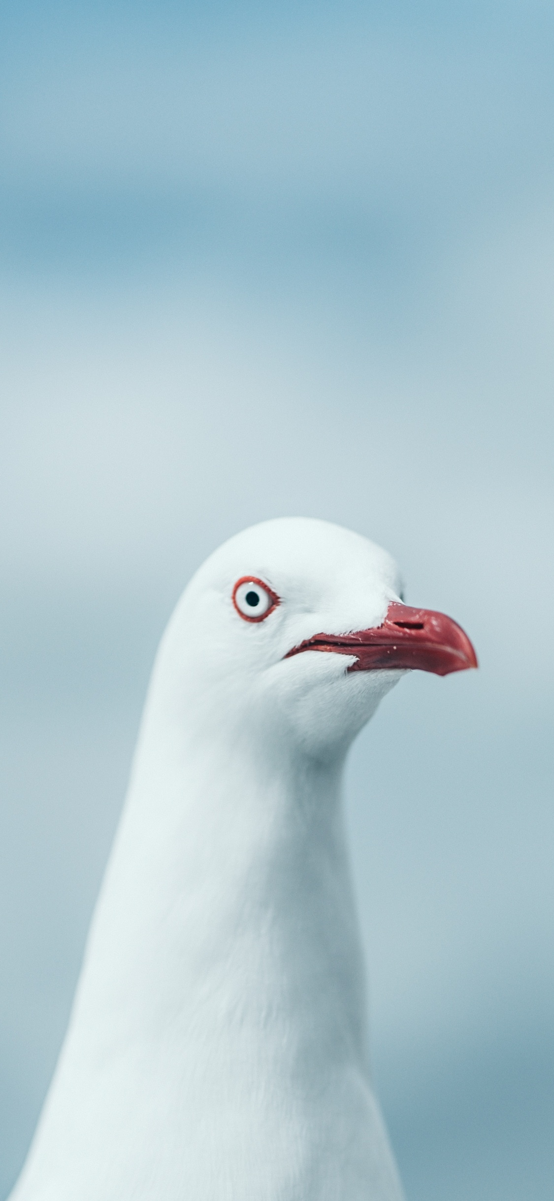 Weißer Vogel in Nahaufnahme. Wallpaper in 1125x2436 Resolution