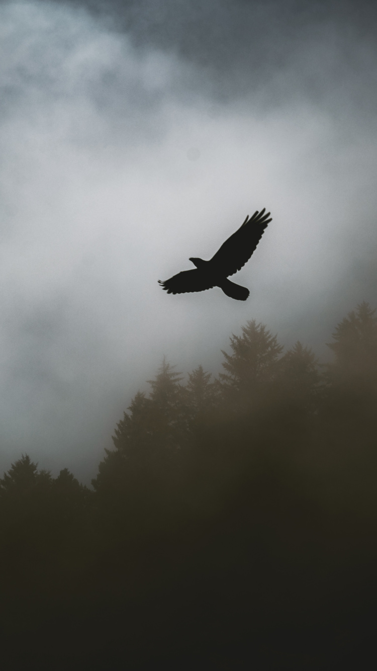 Oiseau Survolant la Forêt. Wallpaper in 750x1334 Resolution