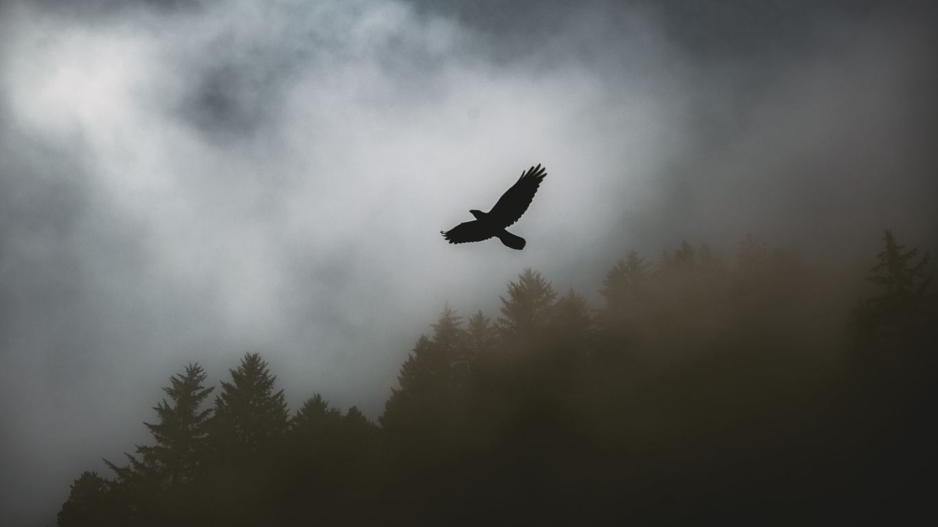 Vogel Fliegt Über Den Wald. Wallpaper in 1366x768 Resolution