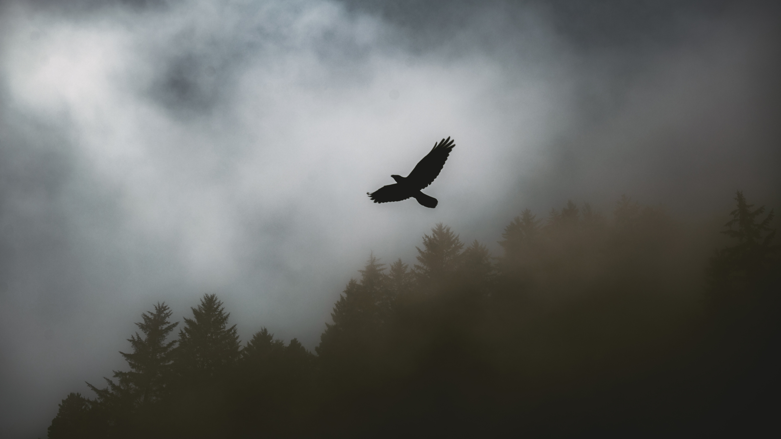 Pájaro Volando Sobre el Bosque. Wallpaper in 2560x1440 Resolution