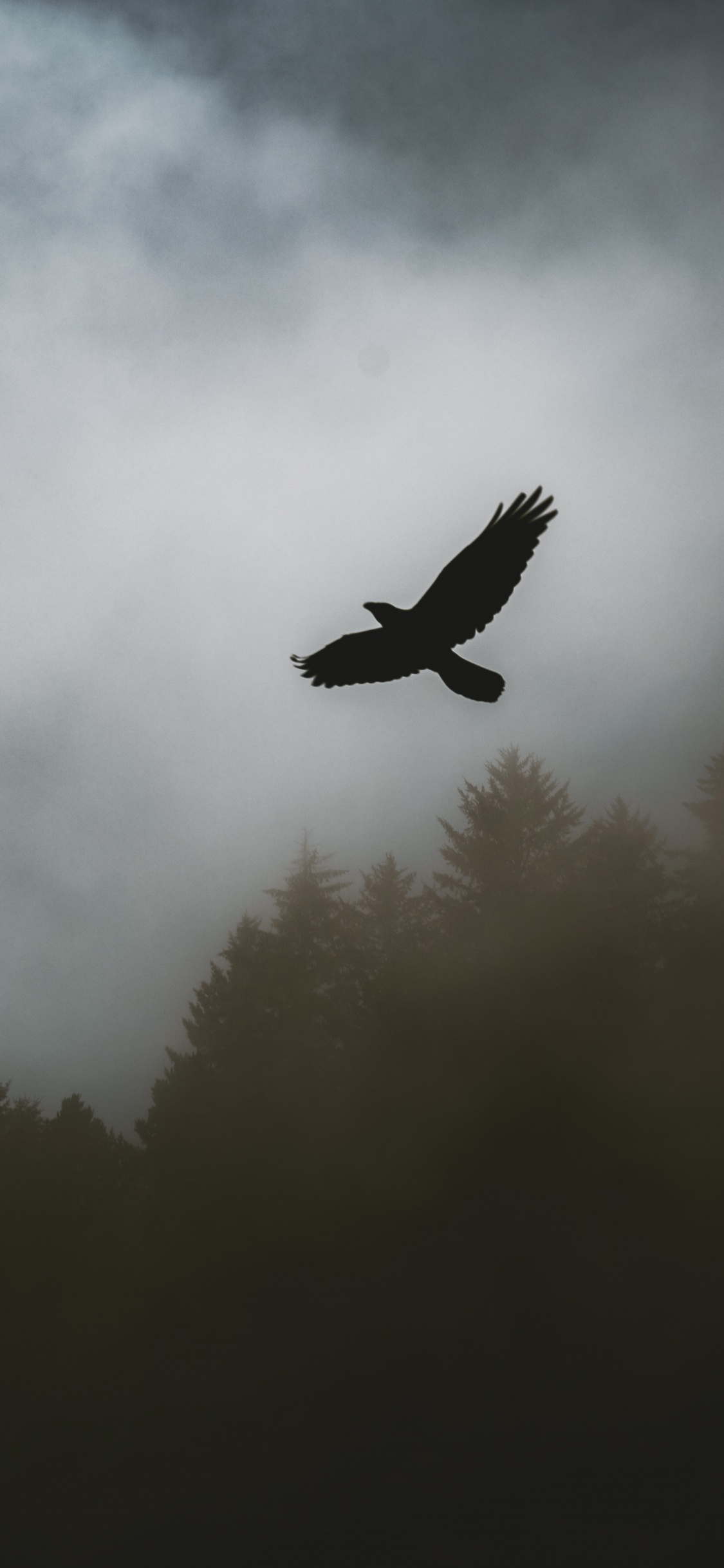 Bird Flying Over The Forest. Wallpaper in 1125x2436 Resolution