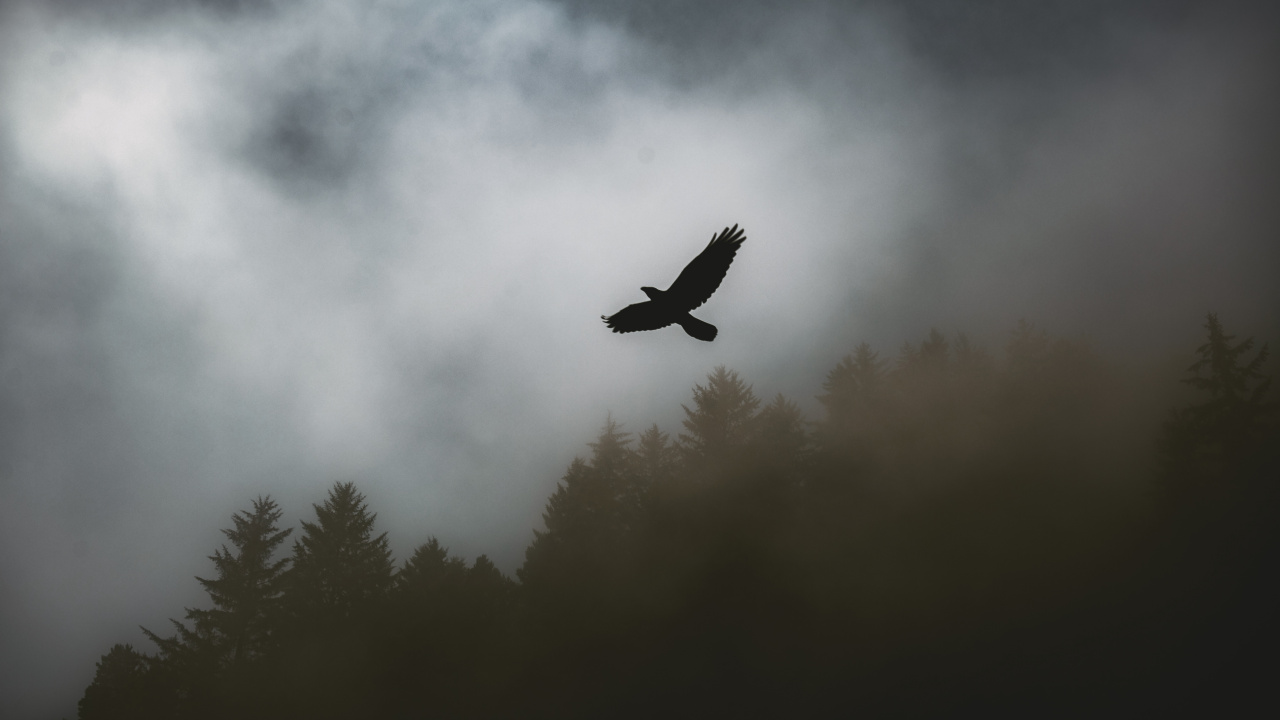 Bird Flying Over The Forest. Wallpaper in 1280x720 Resolution