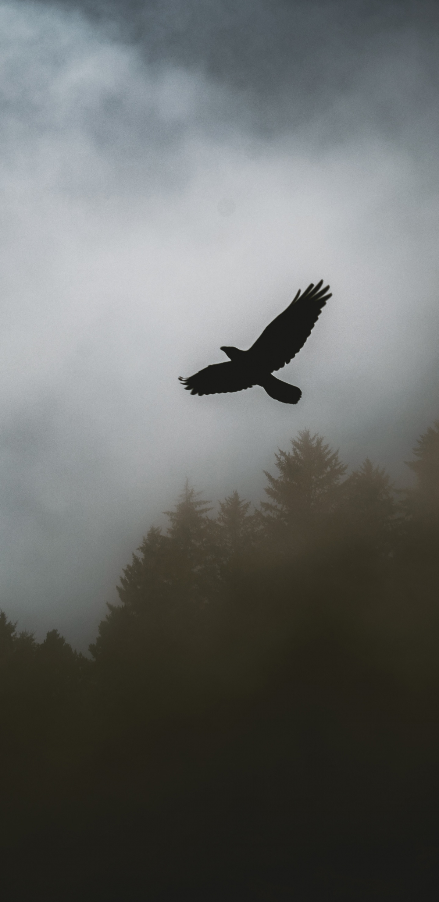 Bird Flying Over The Forest. Wallpaper in 1440x2960 Resolution