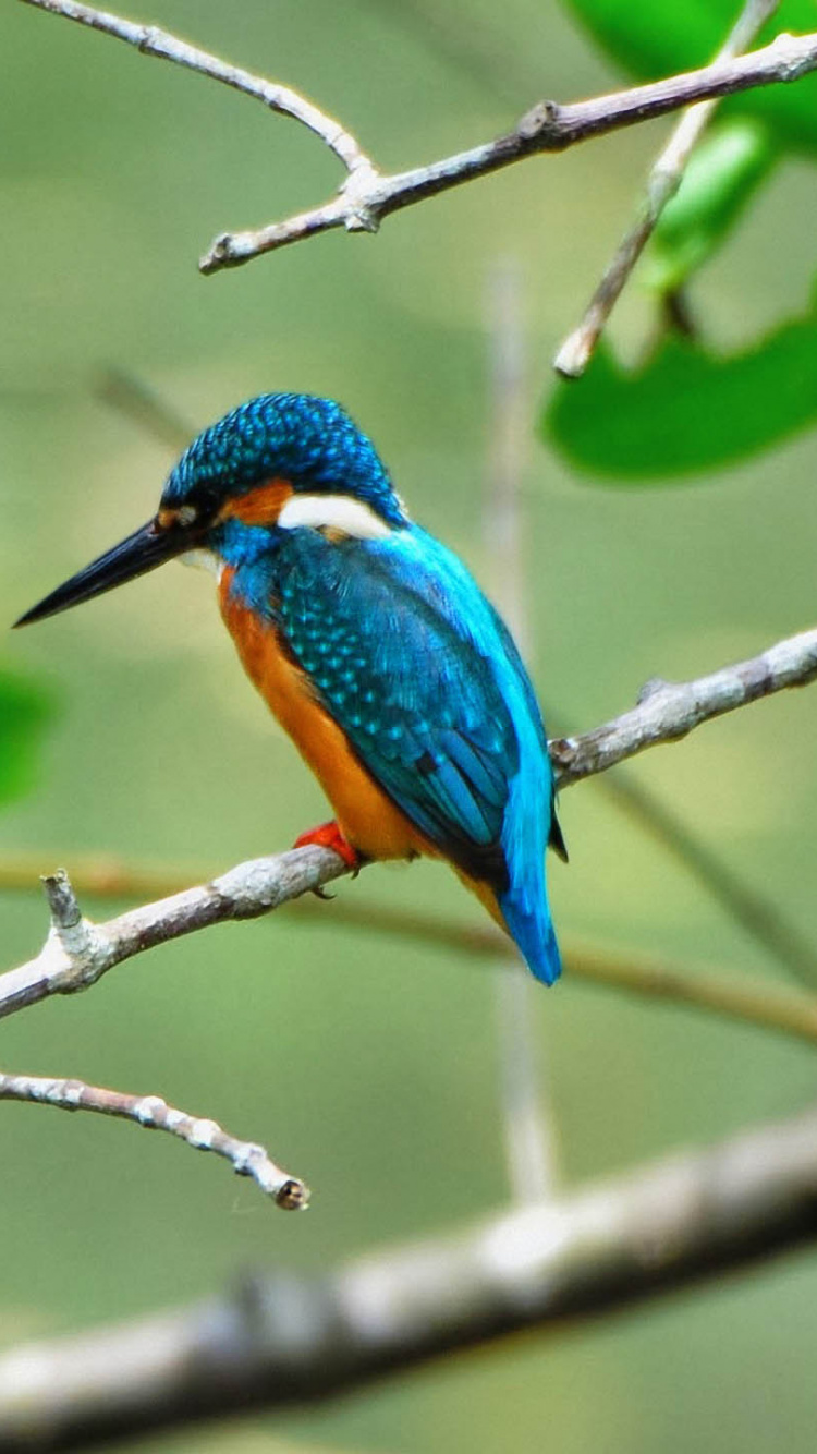Oiseau Bleu et Vert Sur Une Branche D'arbre Marron. Wallpaper in 750x1334 Resolution
