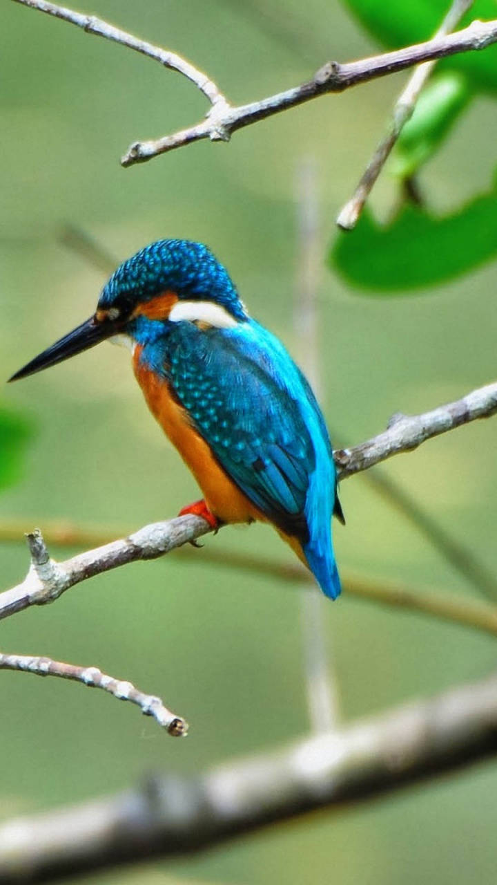 共同翠鸟, Coraciiformes, 鸟, 野生动物, 旧世界的寿带 壁纸 720x1280 允许