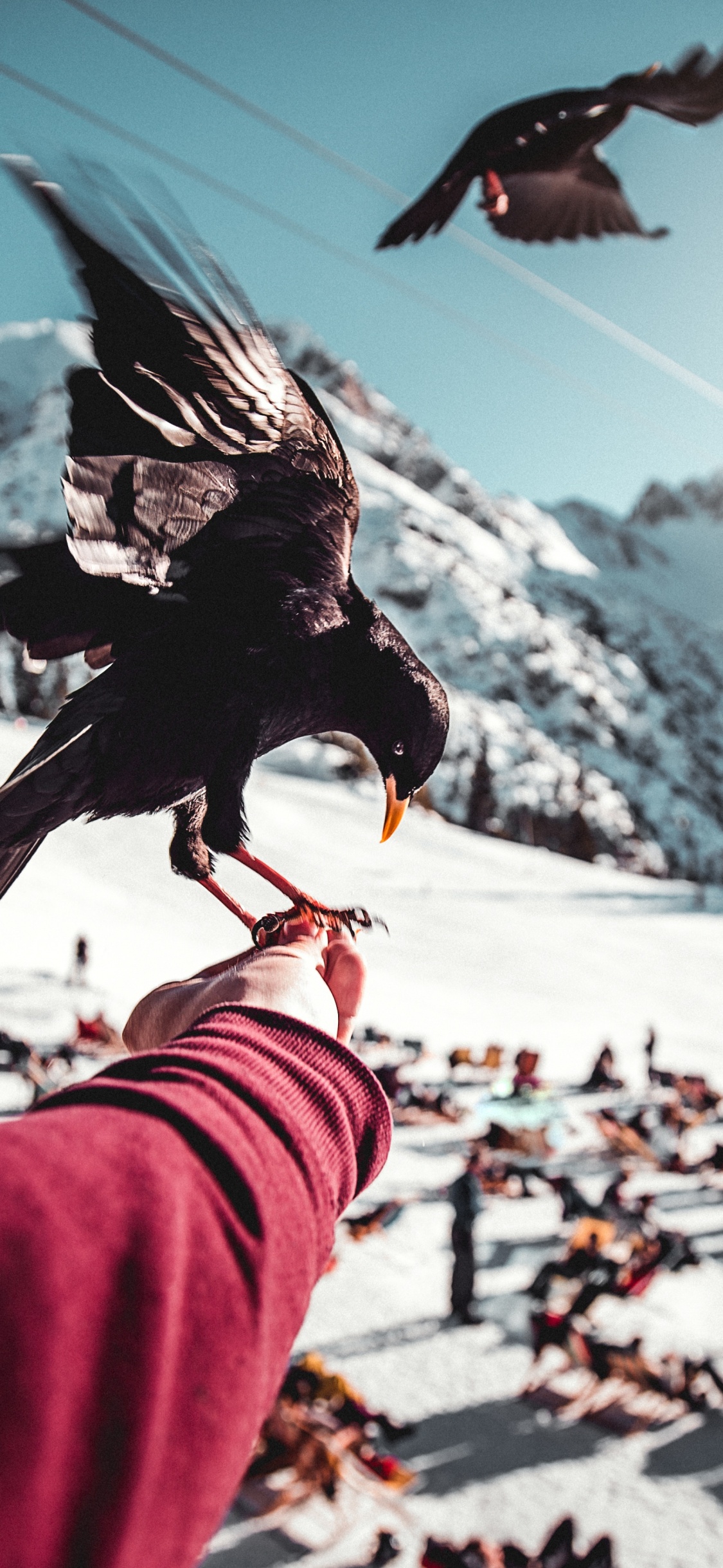 Oiseau Noir Sur la Main de Personnes. Wallpaper in 1125x2436 Resolution