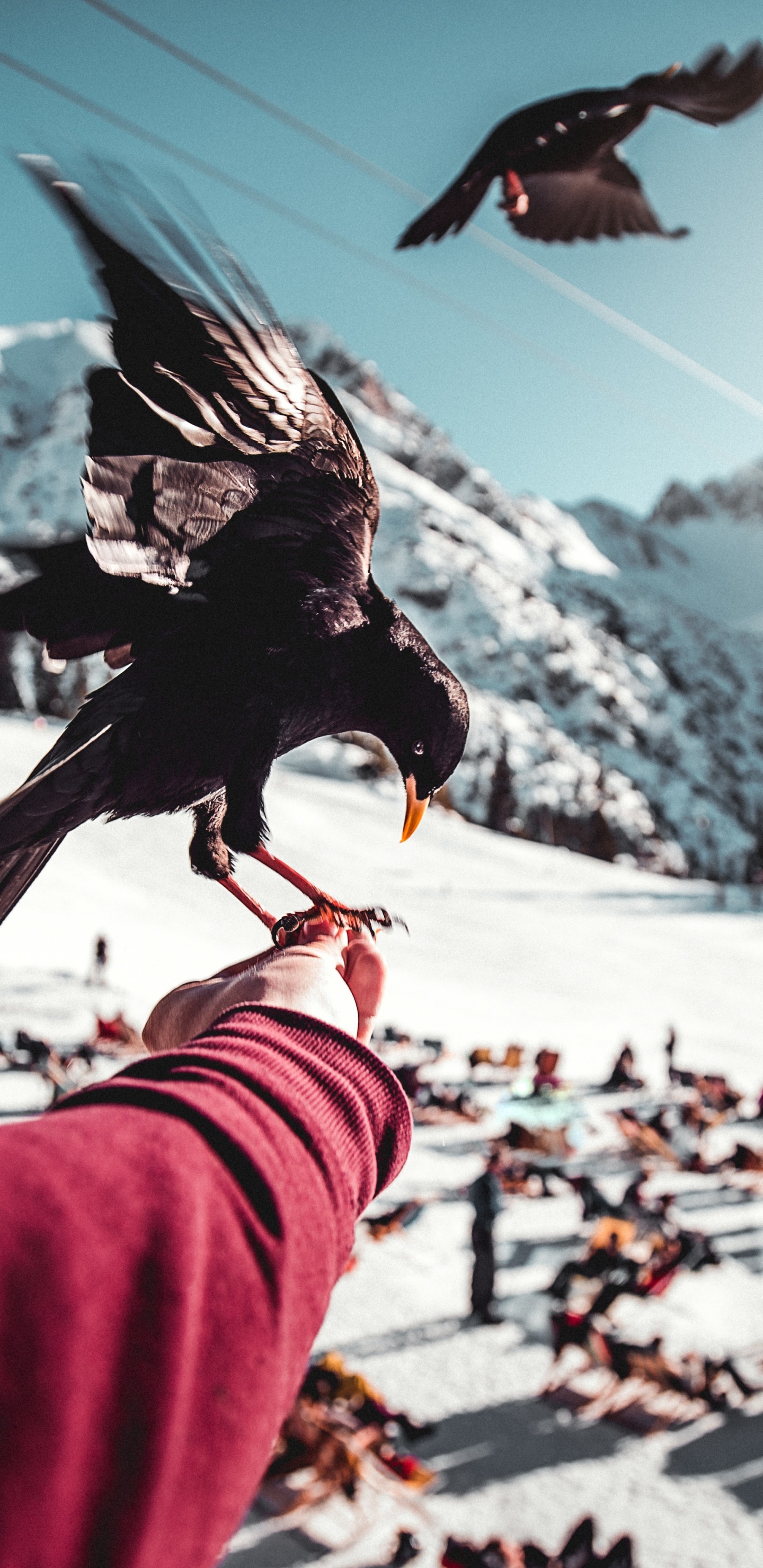 Oiseau Noir Sur la Main de Personnes. Wallpaper in 1440x2960 Resolution