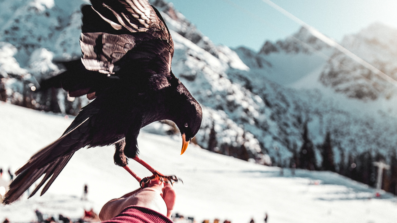 Pájaro Negro en la Mano de Las Personas. Wallpaper in 1280x720 Resolution