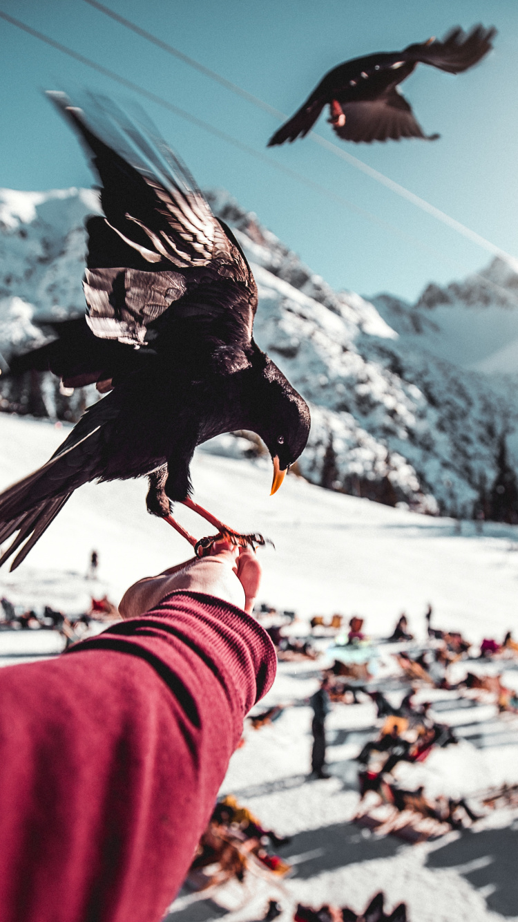 Schwarzer Vogel Auf Der Hand Der Person. Wallpaper in 750x1334 Resolution