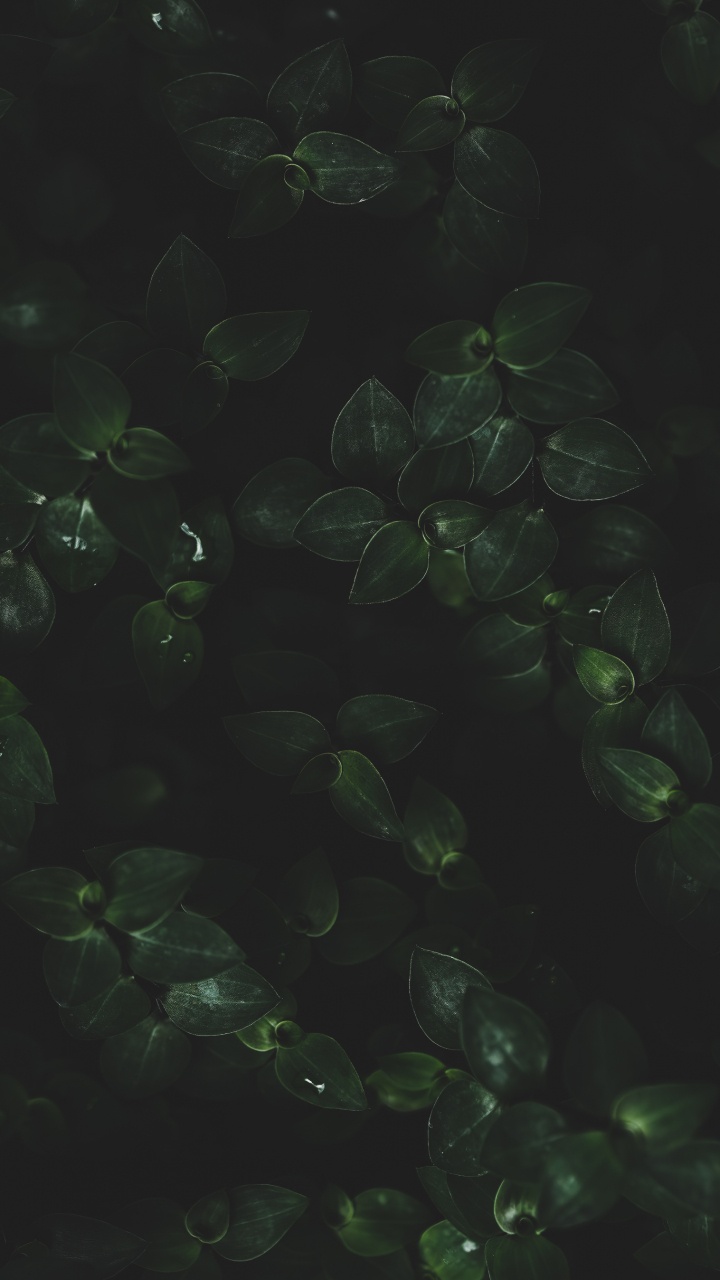 Eau, Feuille, Plante Terrestre, Liquid, Couvre-sol. Wallpaper in 720x1280 Resolution