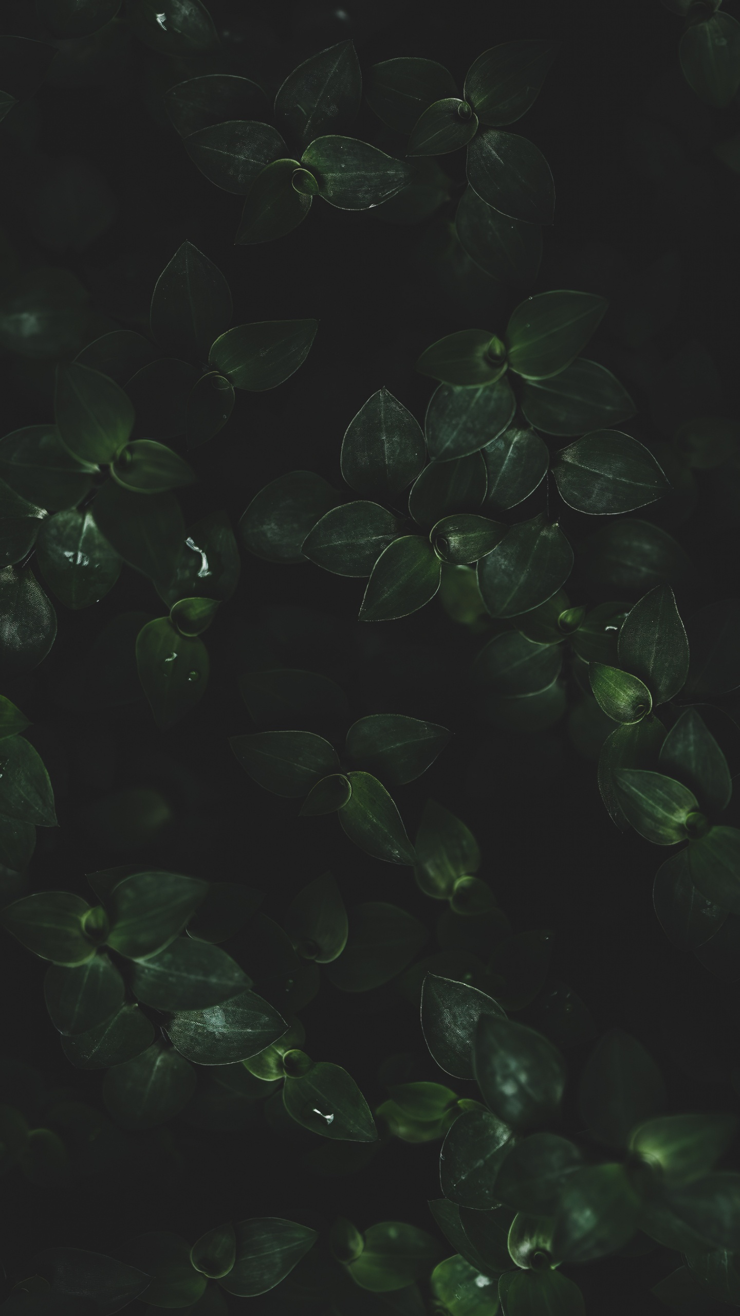 Wasser, Blatt, Terrestrische Pflanzen, Bodendecker, Muster. Wallpaper in 1440x2560 Resolution