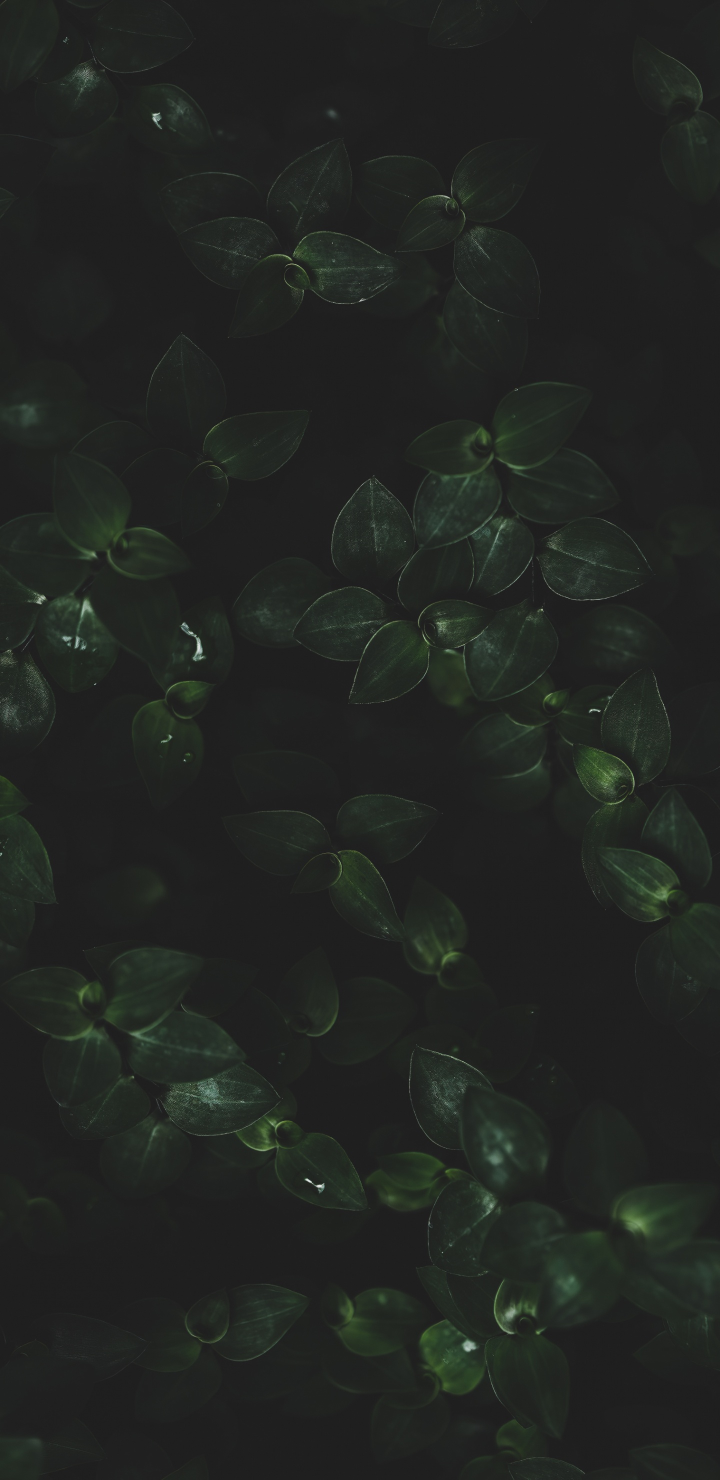 Wasser, Blatt, Terrestrische Pflanzen, Bodendecker, Muster. Wallpaper in 1440x2960 Resolution