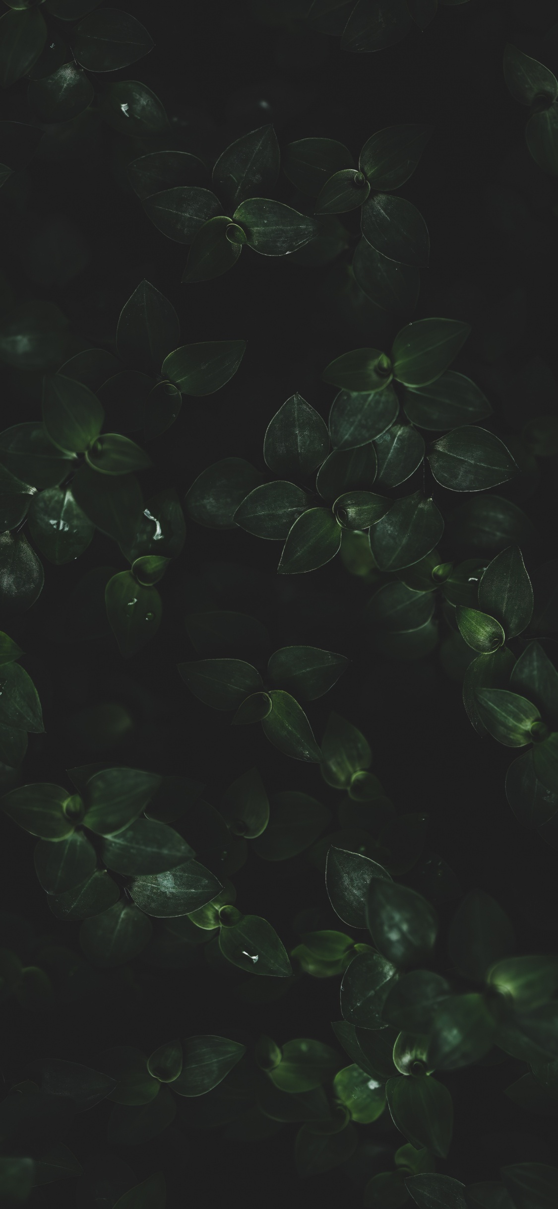 Water, Leaf, Terrestrial Plant, Liquid, Groundcover. Wallpaper in 1125x2436 Resolution