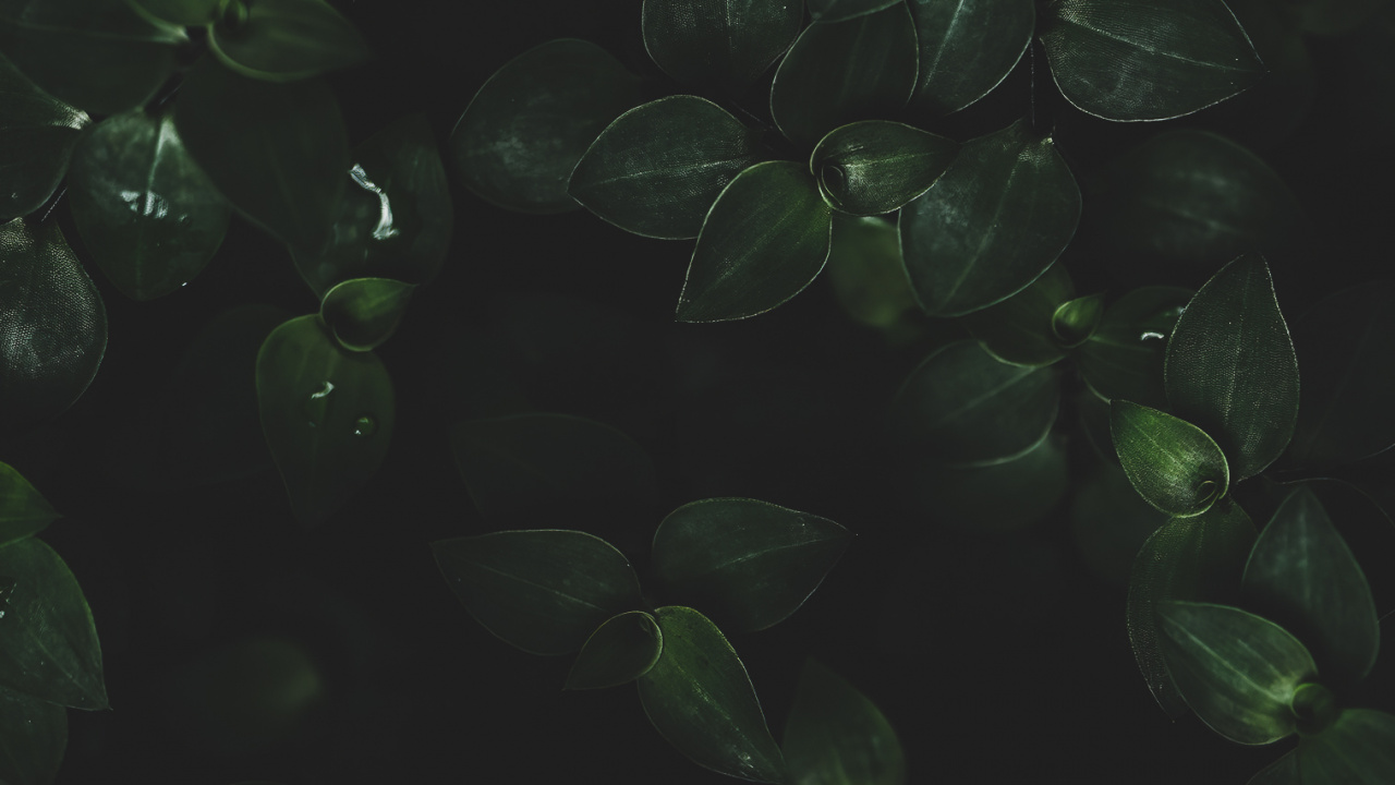 Water, Leaf, Terrestrial Plant, Liquid, Groundcover. Wallpaper in 1280x720 Resolution