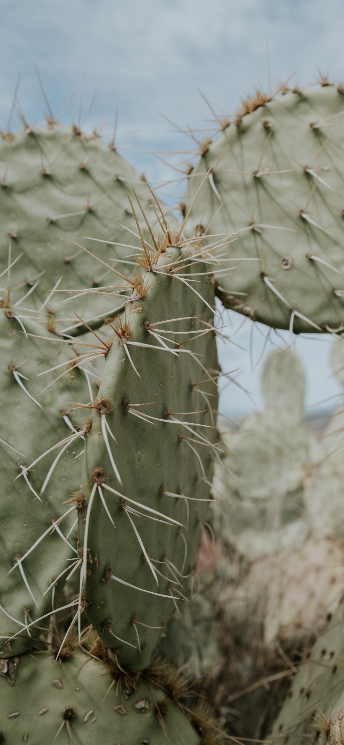 Cactus Gris Pendant la Journée. Wallpaper in 1125x2436 Resolution