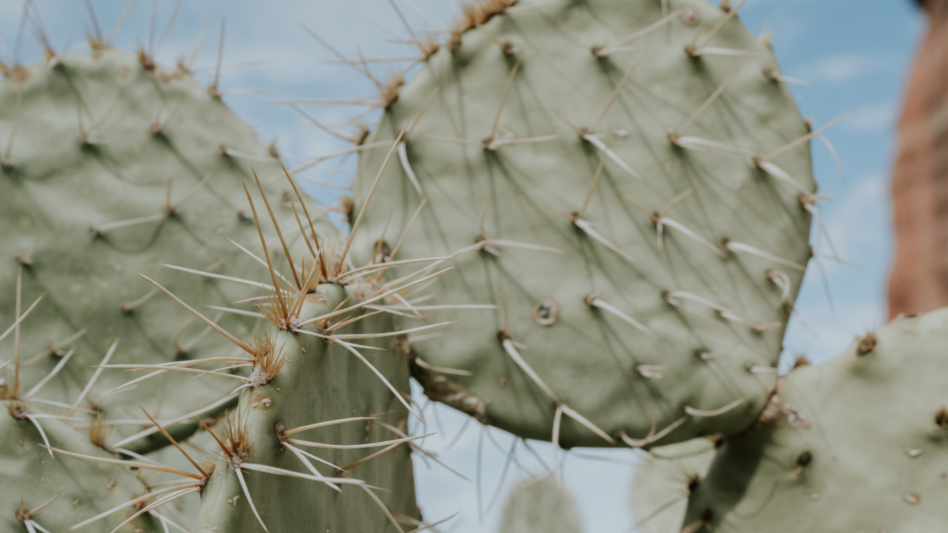 Planta de Cactus Gris Durante el Día. Wallpaper in 1366x768 Resolution