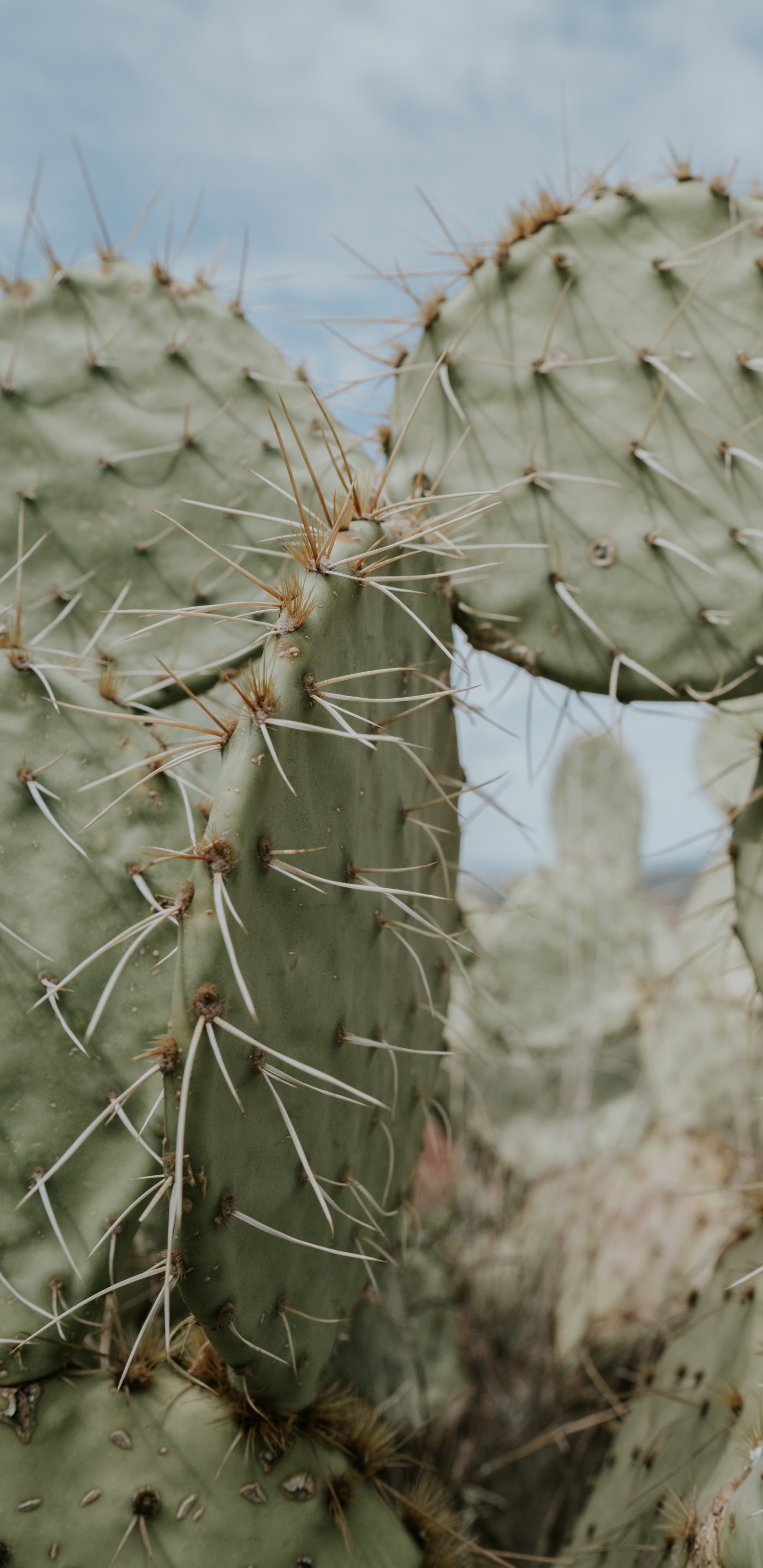 Planta de Cactus Gris Durante el Día. Wallpaper in 1440x2960 Resolution