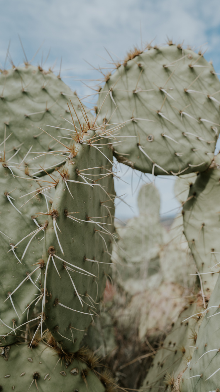 Planta de Cactus Gris Durante el Día. Wallpaper in 750x1334 Resolution