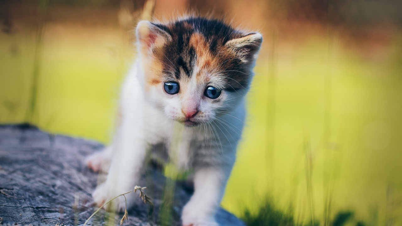 White and Brown Kitten on Gray Rock. Wallpaper in 1280x720 Resolution