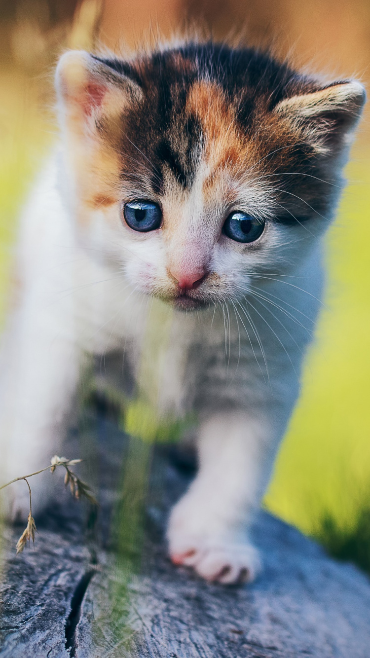 White and Brown Kitten on Gray Rock. Wallpaper in 750x1334 Resolution