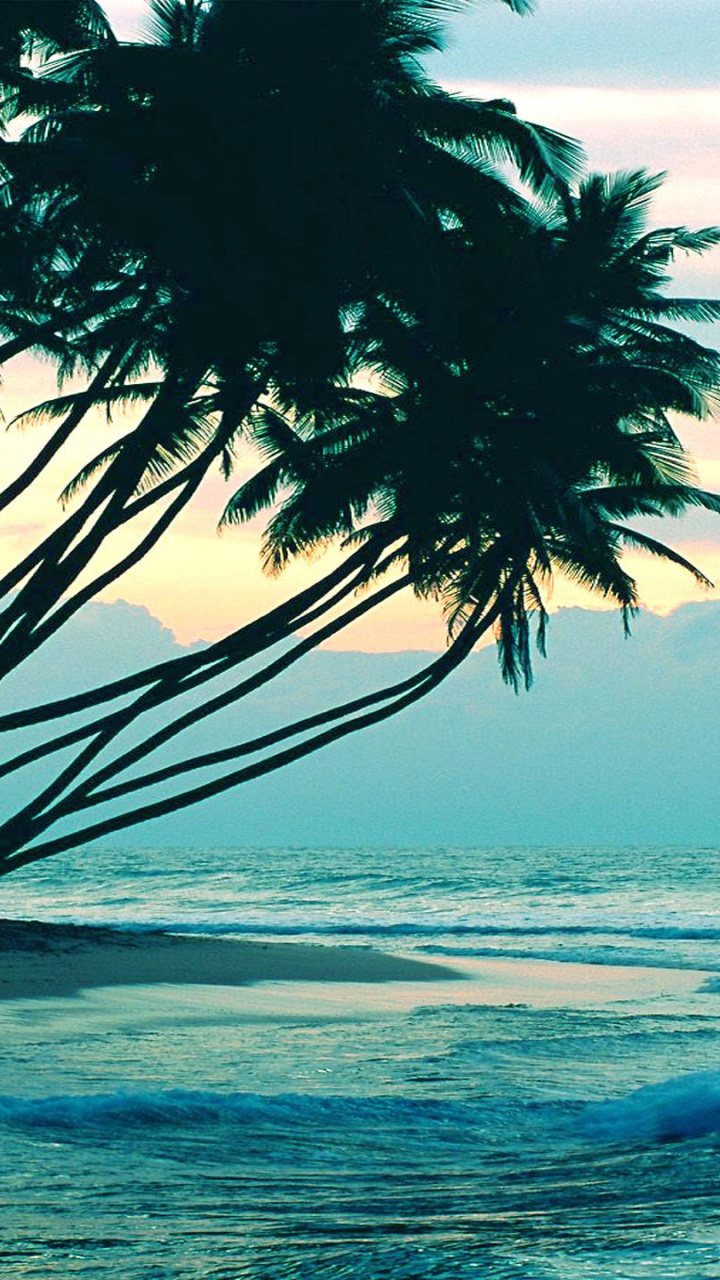 Silhouette of Palm Trees Near Body of Water During Sunset. Wallpaper in 720x1280 Resolution