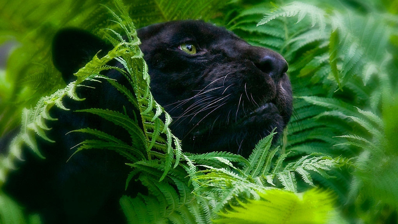Black Cat on Green Plant. Wallpaper in 1366x768 Resolution