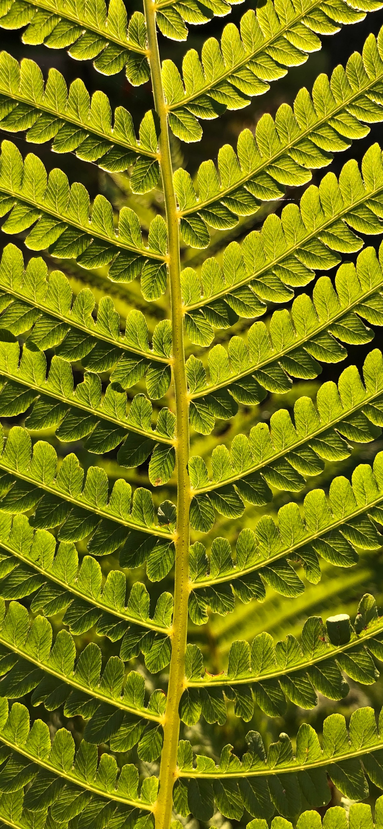 Helecho, Avestruz Fern, Tallo de la Planta, Plantas Vasculares, Planta Terrestre. Wallpaper in 1242x2688 Resolution