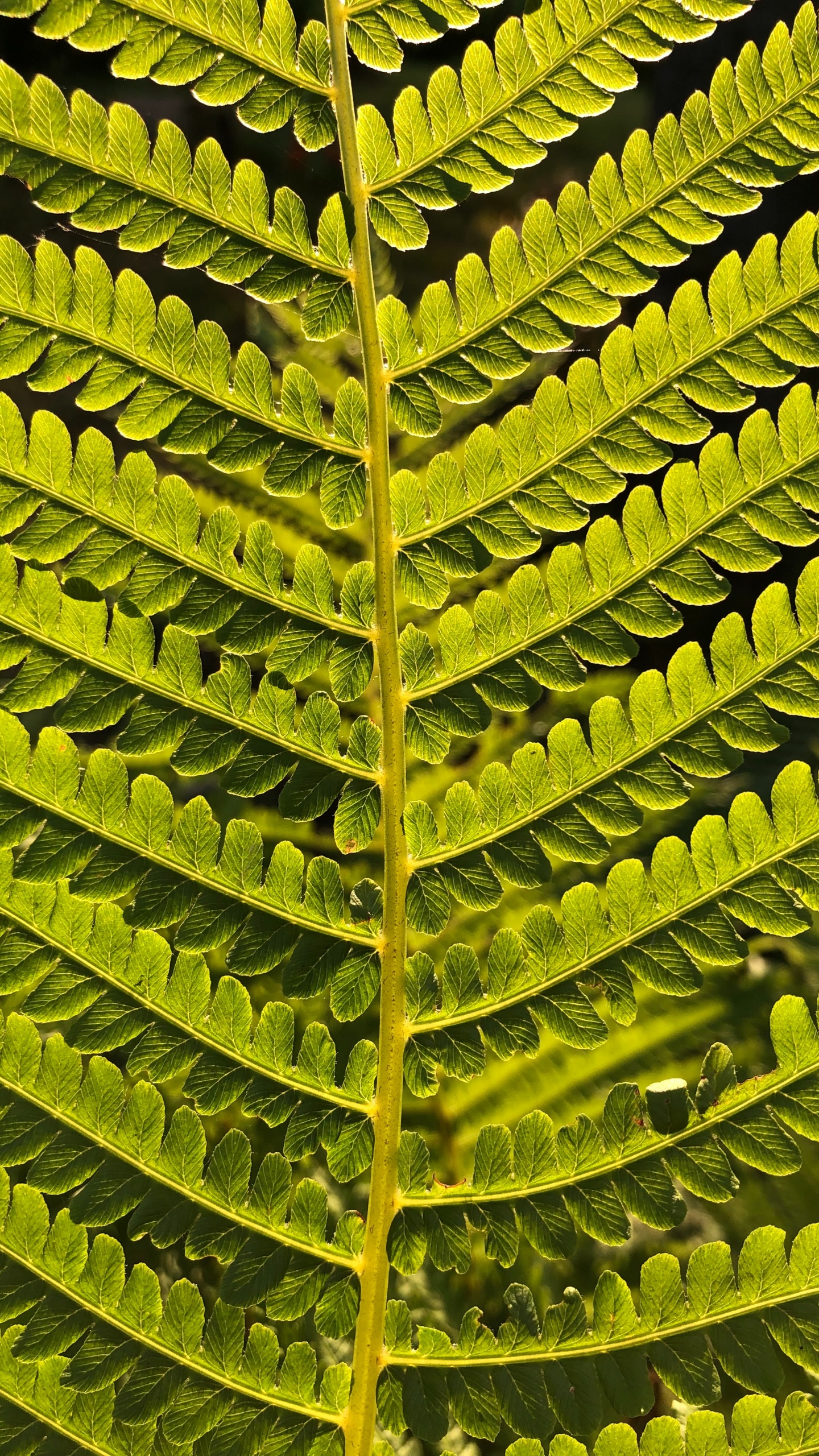 Helecho, Avestruz Fern, Tallo de la Planta, Plantas Vasculares, Planta Terrestre. Wallpaper in 1440x2560 Resolution