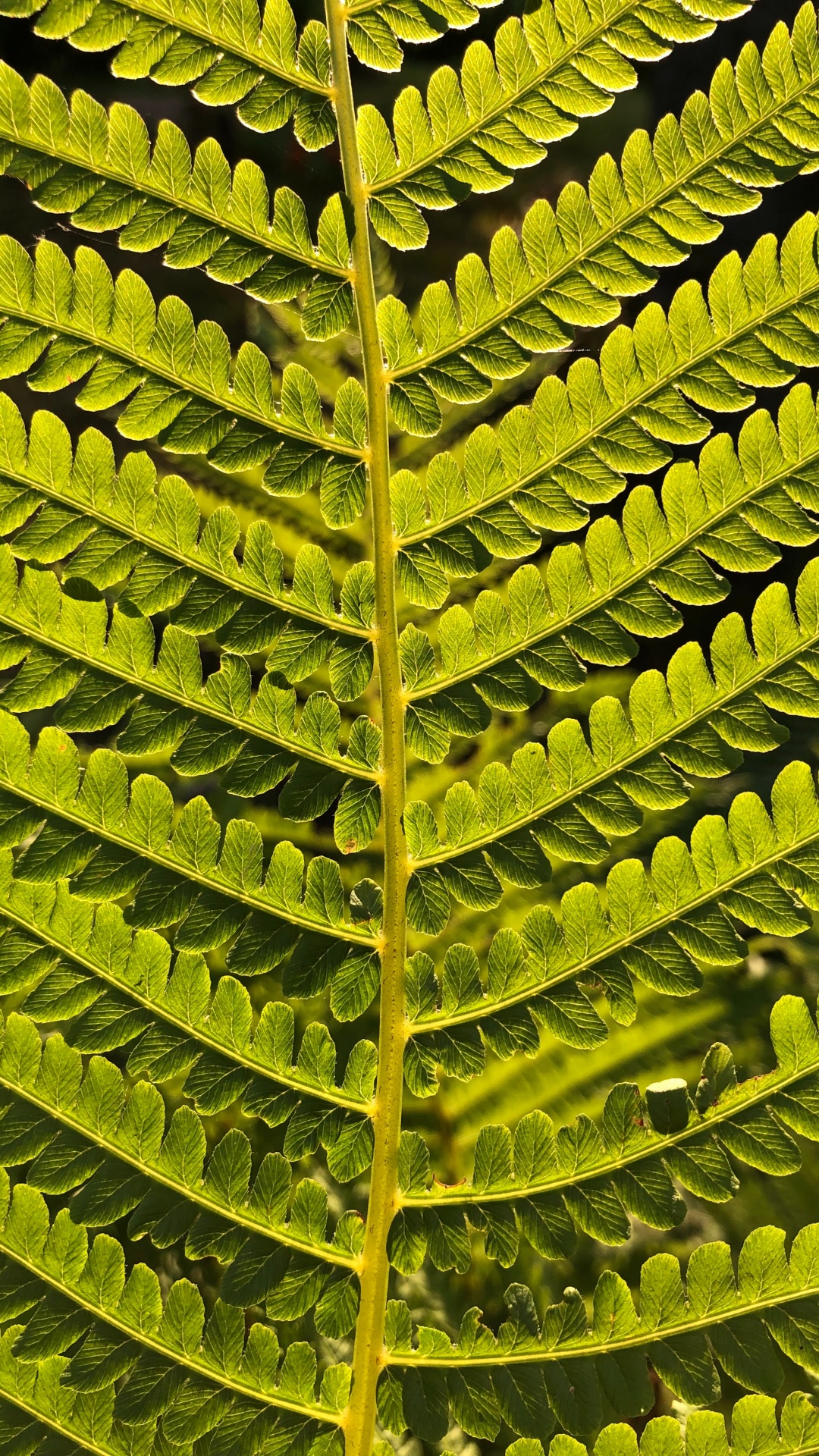 Blatt, Farn, Ostrich Fern, Pflanzen-Stammzellen, Gefäßpflanzen. Wallpaper in 1080x1920 Resolution