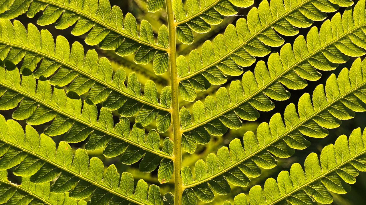 Feuille, Fougère, Fougère à L'autruche, Tige de la Plante, Plantes Vasculaires. Wallpaper in 1280x720 Resolution