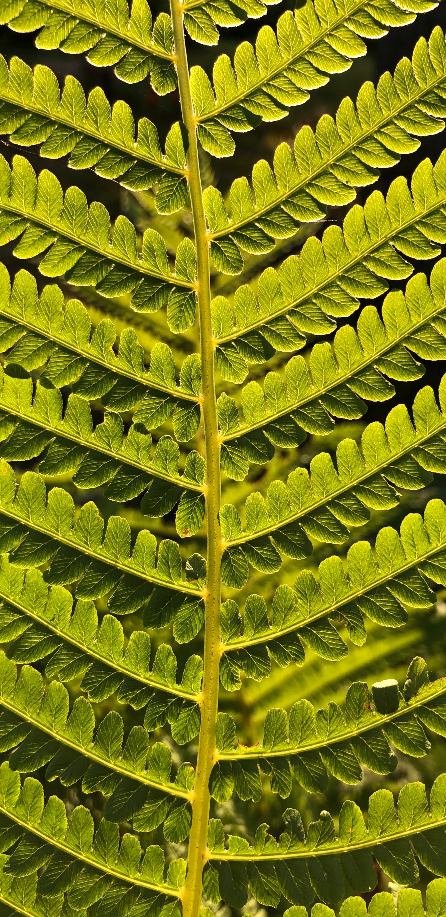 Leaf, Fern, Ostrich Fern, Plant Stem, Vascular Plant. Wallpaper in 1440x2960 Resolution