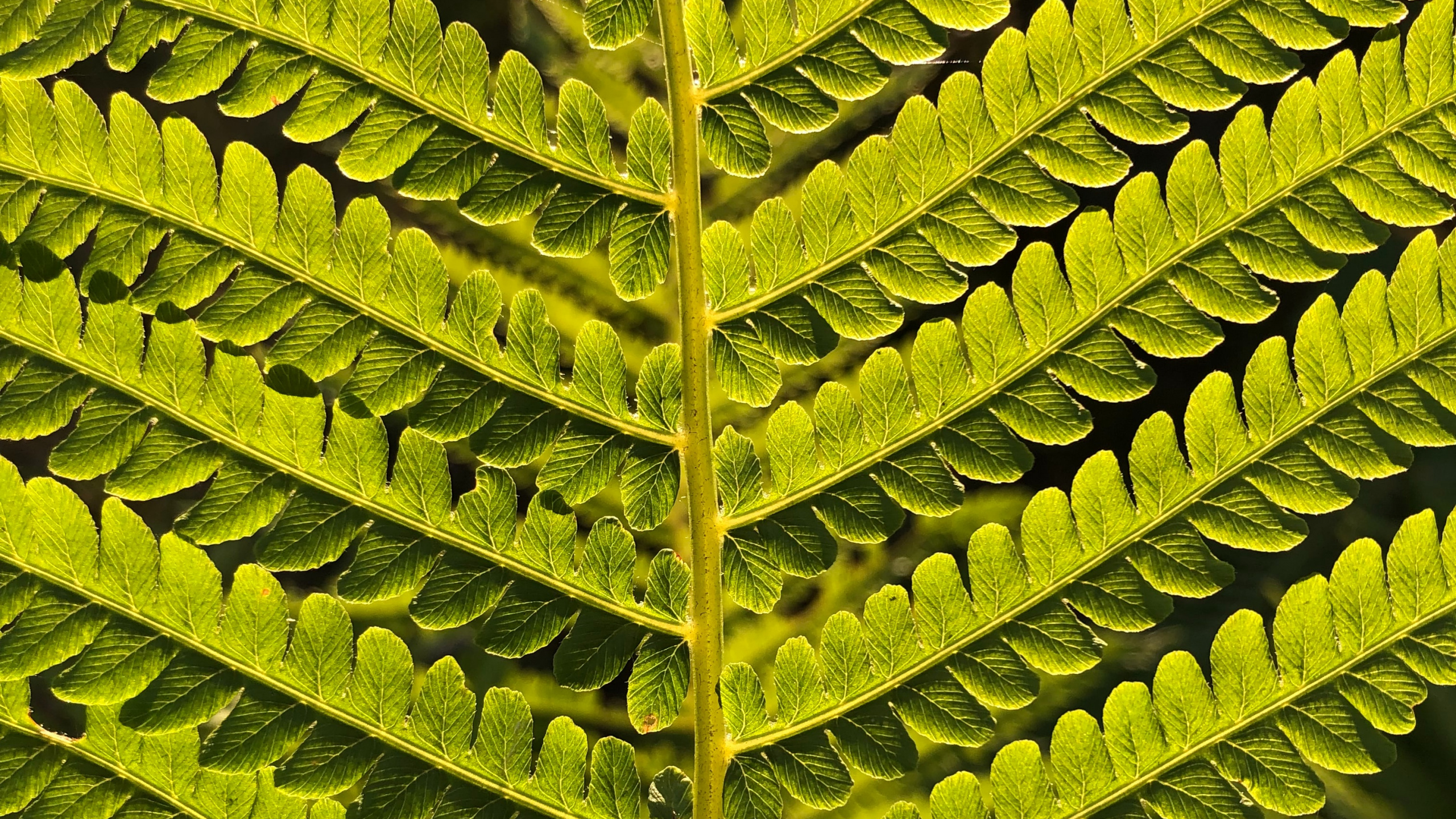 Leaf, Fern, Ostrich Fern, Plant Stem, Vascular Plant. Wallpaper in 2560x1440 Resolution