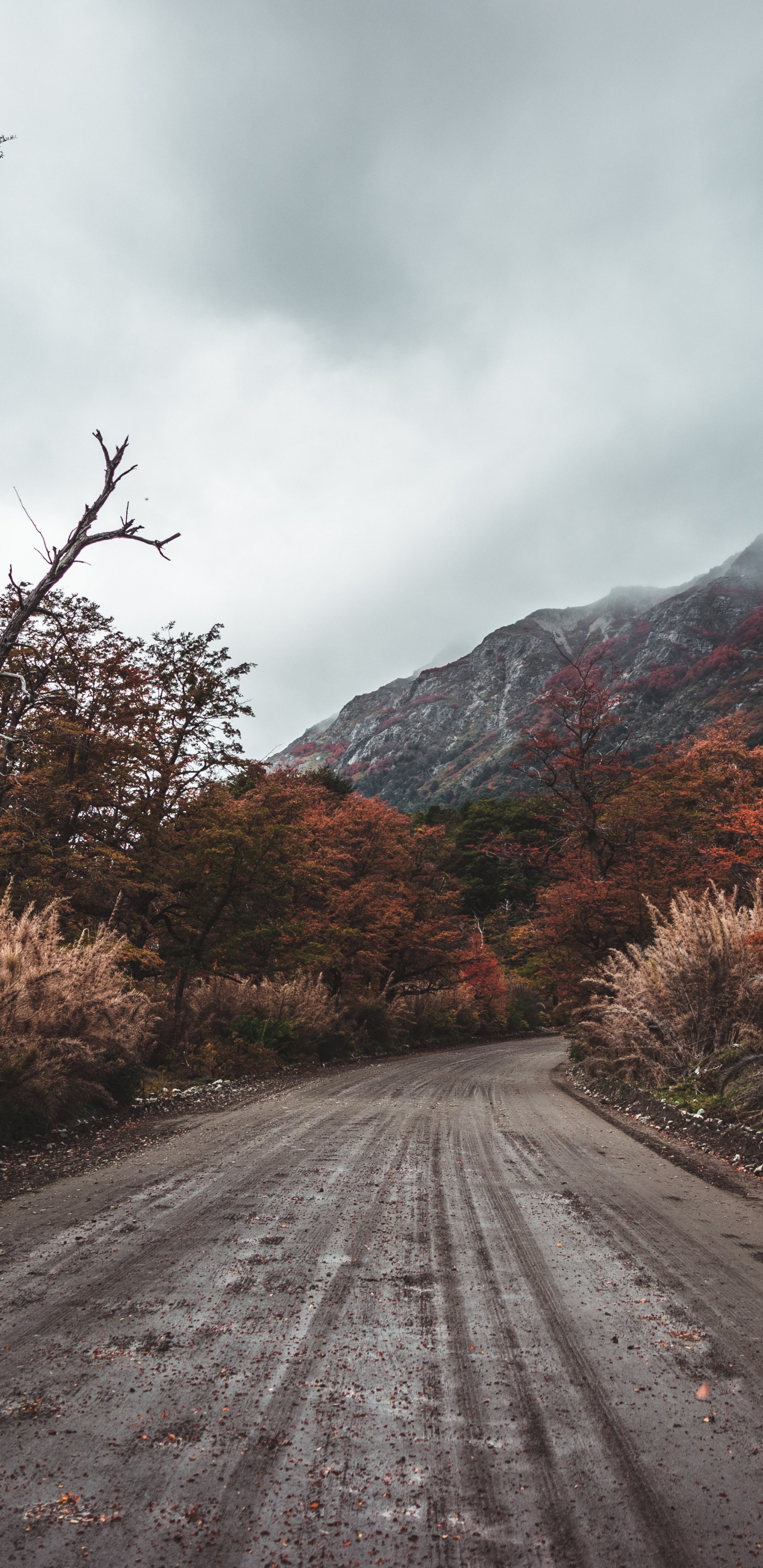 Road, Naturlandschaft, Baum, Cloud, Asphalt. Wallpaper in 1440x2960 Resolution