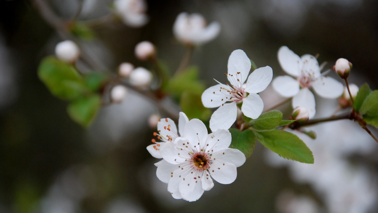 White Cherry Blossom in Close up Photography. Wallpaper in 1280x720 Resolution